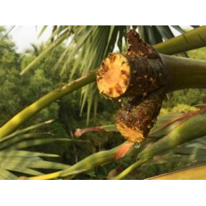 Mật Thốt Nốt Bột Palmania 150g - Palmyra Nectar